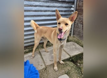 Nico, freundlich und menschenbezogen