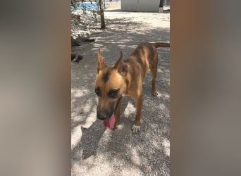 Lola - hübsche braune Junghündin möchte endlich ankommen