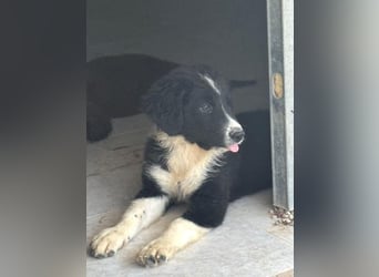 Guapa, ihre Geschwister sind schon vermittelt