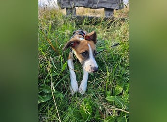 Asta - kleine Kuschelmaus sucht Sicherheit auf vier Pfoten
