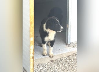 Guapa, ihre Geschwister sind schon vermittelt