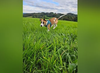 Asta - kleine Kuschelmaus sucht Sicherheit auf vier Pfoten
