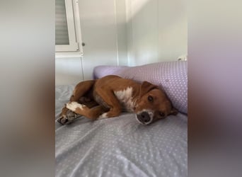 Rafa – ein schüchternes Herzchen sucht seine Familie