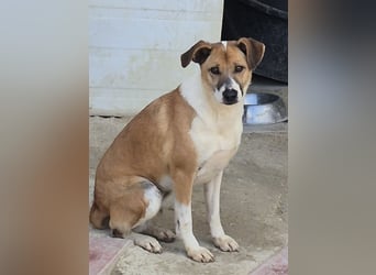 Athena - seit fast drei Jahren wartet sie im Tierheim