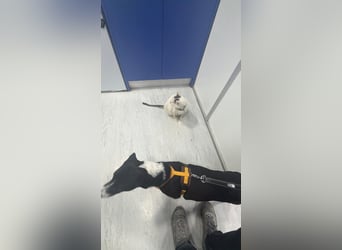 Benito, ein zarter Katzenfreund
