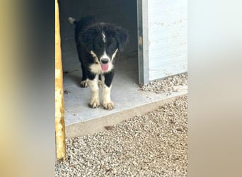 Guapa, ihre Geschwister sind schon vermittelt