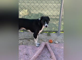 Benito, ein noch schüchterner Hundebub