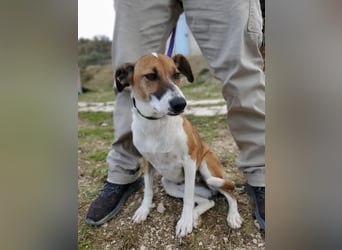 Athena - seit fast drei Jahren wartet sie im Tierheim