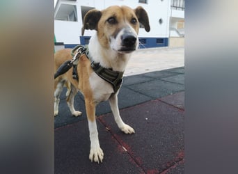 Athena - seit fast drei Jahren wartet sie im Tierheim