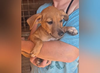 Fuet , kleiner Hundejunge möchte lernen, den Menschen zu vertrauen