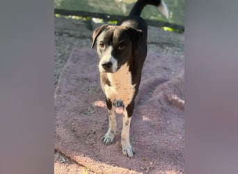 Benito, ein noch schüchterner Hundebub