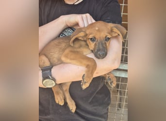 Pelusilla - ein zarter kleiner Hundejunge möchte Vertrauen lernen