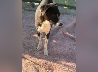 Benito, ein noch schüchterner Hundebub