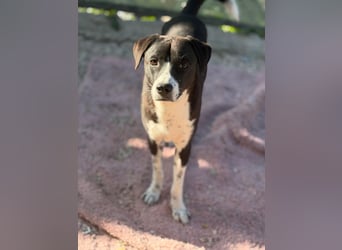 Benito, ein noch schüchterner Hundebub