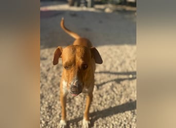 Rafa – ein schüchternes Herzchen sucht seine Familie