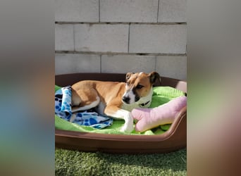 Athena - seit fast drei Jahren wartet sie im Tierheim