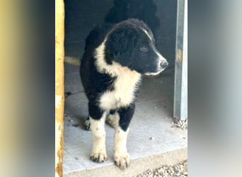 Guapa, ihre Geschwister sind schon vermittelt