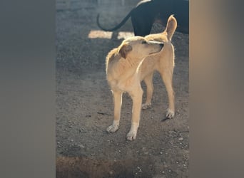 Iris – zarte Seele auf der Suche nach Geborgenheit
