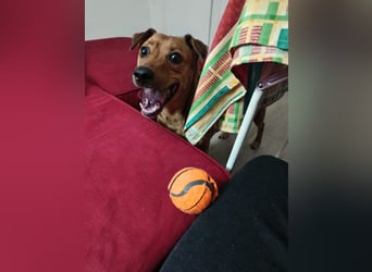 Cheto, sehnt sich wieder nach einem Zuhause