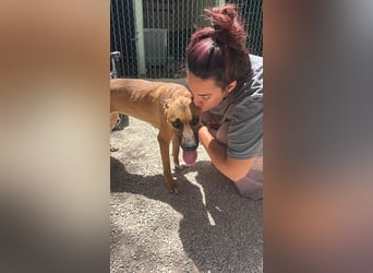 Lola - hübsche braune Junghündin möchte endlich ankommen