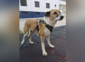Athena - seit fast drei Jahren wartet sie im Tierheim