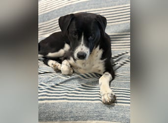 Benito, ein noch schüchterner Hundebub