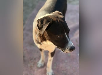 Benito, ein noch schüchterner Hundebub