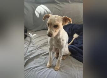 Canelo - vom verfilzten Fundhund zum treuen Familienfreund