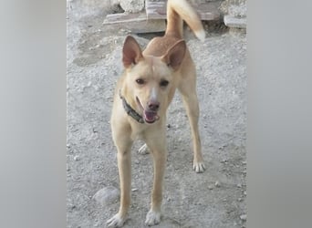 Nico, freundlich und menschenbezogen