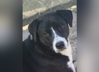 Benito, ein noch schüchterner Hundebub