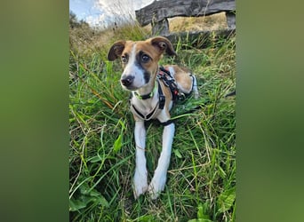 Asta - kleine Kuschelmaus sucht Sicherheit auf vier Pfoten