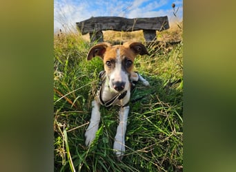 Asta - kleine Kuschelmaus sucht Sicherheit auf vier Pfoten