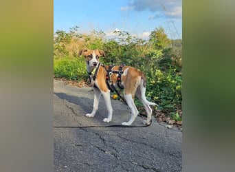 Asta - kleine Kuschelmaus sucht Sicherheit auf vier Pfoten