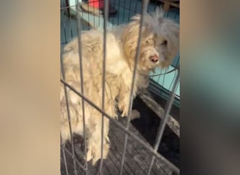 Canelo - vom verfilzten Fundhund zum treuen Familienfreund