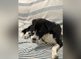 Benito, ein noch schüchterner Hundebub