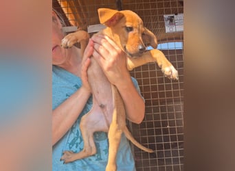 Fuet , kleiner Hundejunge möchte lernen, den Menschen zu vertrauen