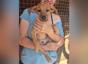 Fuet , kleiner Hundejunge möchte lernen, den Menschen zu vertrauen
