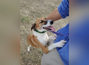 Athena - seit fast drei Jahren wartet sie im Tierheim