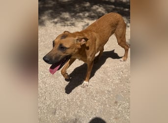 Lola - hübsche braune Junghündin möchte endlich ankommen