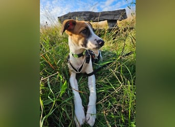 Asta - kleine Kuschelmaus sucht Sicherheit auf vier Pfoten