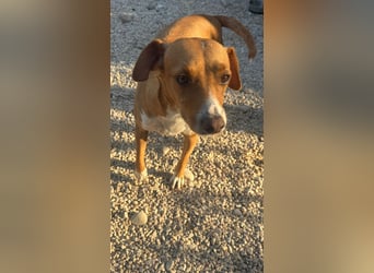 Rafa – ein schüchternes Herzchen sucht seine Familie