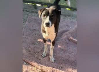 Benito, ein noch schüchterner Hundebub