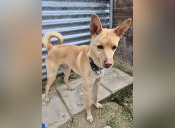 Nico, freundlich und menschenbezogen