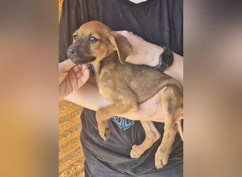 Pelusilla - ein zarter kleiner Hundejunge möchte Vertrauen lernen