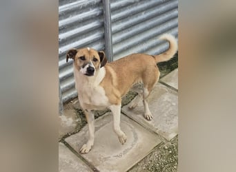 Athena - seit fast drei Jahren wartet sie im Tierheim