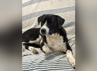 Benito, ein noch schüchterner Hundebub