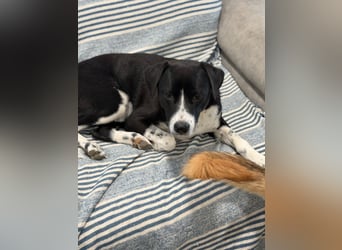 Benito, ein noch schüchterner Hundebub