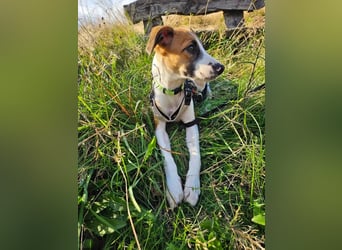 Asta - kleine Kuschelmaus sucht Sicherheit auf vier Pfoten