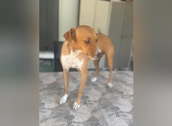 Rafa – ein schüchternes Herzchen sucht seine Familie