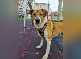 Athena - seit fast drei Jahren wartet sie im Tierheim